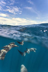 Sharks swimming undersea
