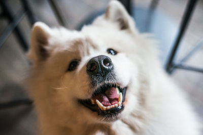 Close-up of dog