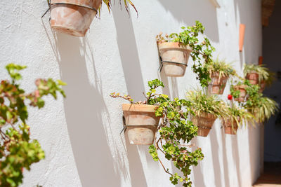 Potted plants mounted on white wall