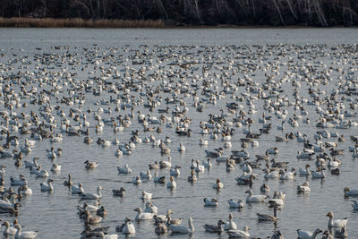 Flock of geese on  lake