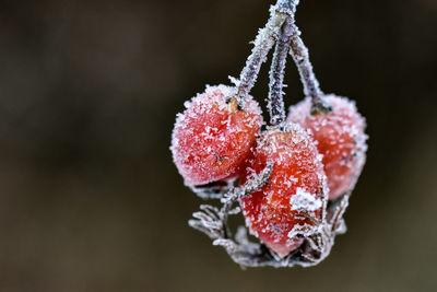 Close-up of ice cream hanging in winter