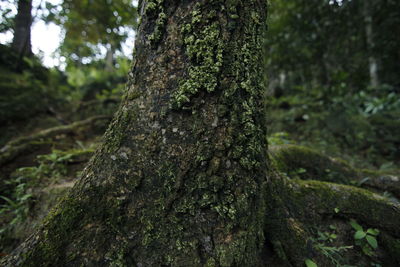 Close-up of tree trunk in forest