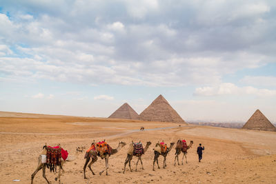 People riding horse in desert against sky,  pyramids and camels