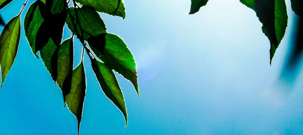Low angle view of fresh green plant against clear blue sky
