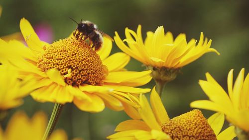 Close-up of bee on sunflower