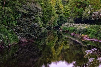 Reflection of trees in river