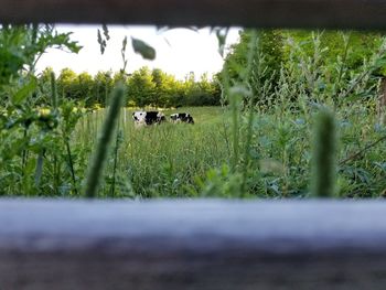 Cows grazing on field