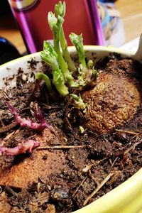 High angle view of vegetables in plate