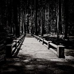 Footpath amidst trees in forest