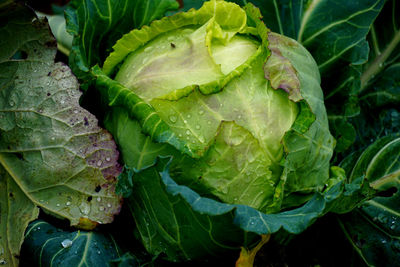 Close-up of cabbage