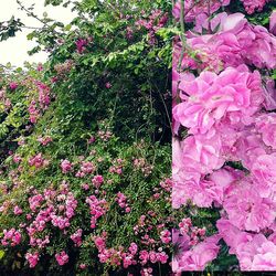 Close-up of pink flowers