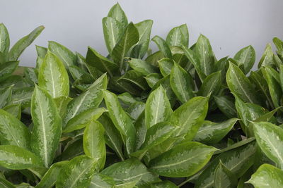 Close-up of green leaves