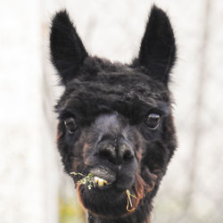 Close-up portrait of a dog