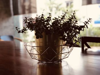 Close-up of potted plant on table