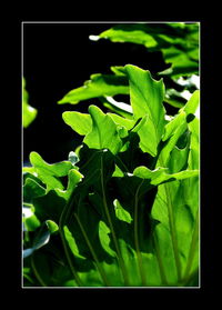 Close-up of leaves