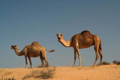 Giraffe in a desert