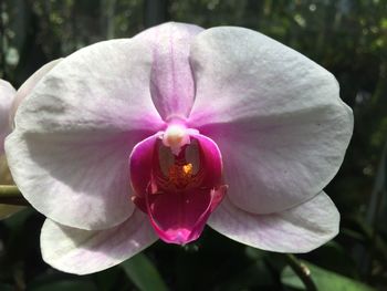 Close-up of lotus blooming in garden