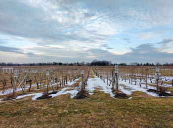 Scenic view of agricultural field against sky