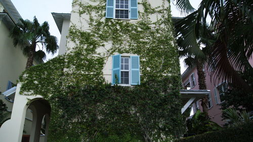 Low angle view of tree and building against sky