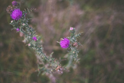 High angle view of purple flowering plant on field