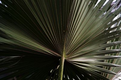 Full frame shot of palm leaf