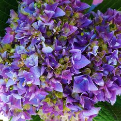 Close-up of purple flowers