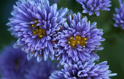 Close-up of purple blue flowers