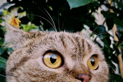 Close-up portrait of a cat