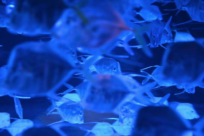 Close-up of jellyfish swimming in aquarium