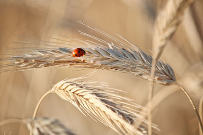 Ladybug