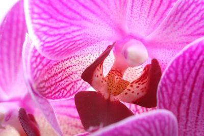 Close-up of pink orchid