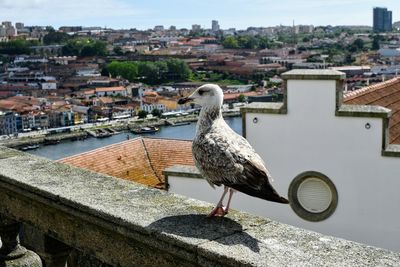 Seagull perching on retaining wall against buildings in city