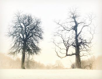 Bare trees on snow covered landscape against clear sky