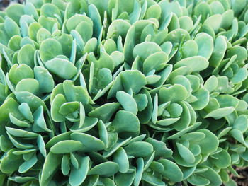 Full frame shot of green leaves