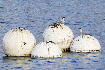Birds on beach by sea