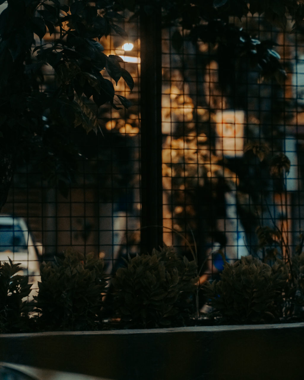 CLOSE-UP OF PLANTS SEEN THROUGH GLASS WINDOW