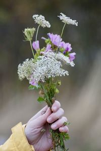 Close-up of hand holding purple flowering plant