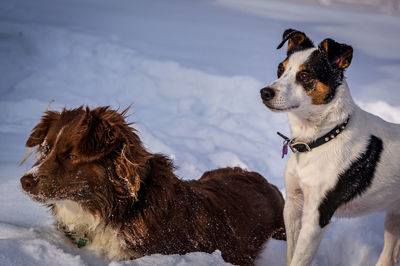 Dog looking away in snow