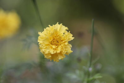 Close-up of yellow flowering plant