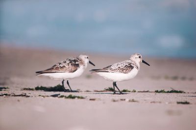 View of birds on beach