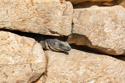 Close-up of black spiny tailed iguana between stones