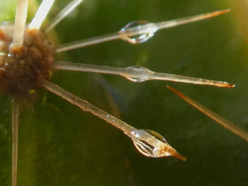 Close-up of insect on leaf