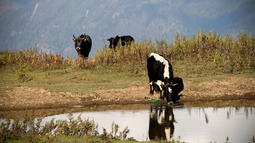 Horses in a lake