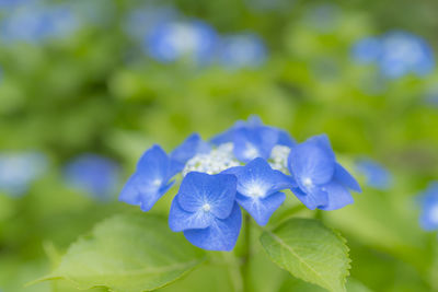 Close-up of purple flowering plant