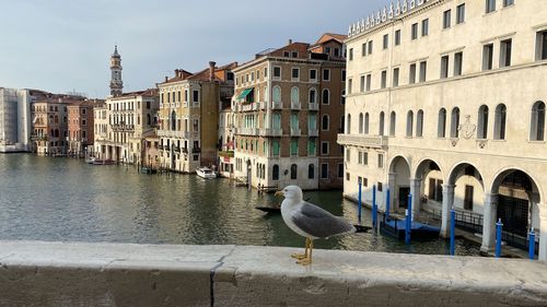 Seagull perching on a canal