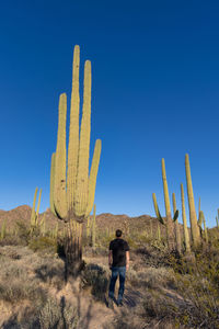 Adult male in saguaro national park giving scale to the cacti