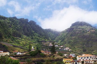 View of trees with mountain in background