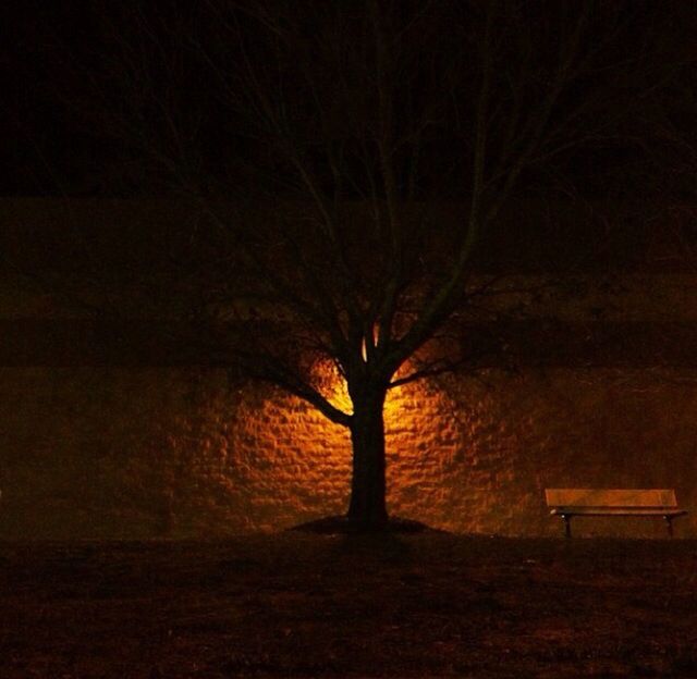 tree, silhouette, night, tranquility, dark, tranquil scene, nature, tree trunk, bare tree, branch, landscape, field, illuminated, sunset, beauty in nature, scenics, outdoors, no people, growth, dusk