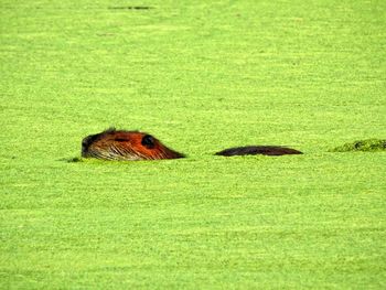 Otter in algae covered pond