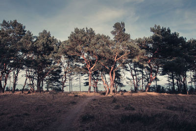 Scenic view of field against cloudy sky